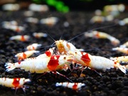 Krewetki Caridina PRL Benibachi ZAMIANA GRATIS