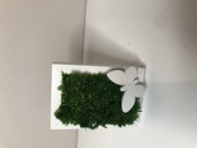 Malutki obrazek z mchu.