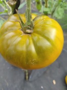 Pomidor Kiwi Nasiona 