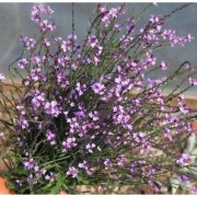 Verbena officinalis 'Bampton' Werbena pospolita 'Bampton' 20n  , nasiona  