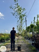 Betula utilis Doorenbos, Brzoza pożyteczna, wielopniowa, 250-300cm