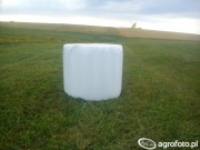 Bela sianokiszonki 100szt