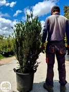 Taxus media Hillii, Cis pośredni, 125-150cm, kolumnowy, odmiana męska