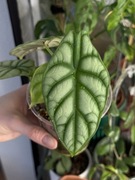 Alokazja silver dragon