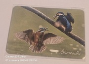 DUŻY Magnes na lodówkę BIAŁOWIEŻA ZIMORODKI Białowieski Park Narodowy(16) 