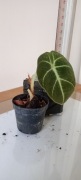 Alocasia black velvet