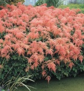 Tawułka Thunberga Straussenfeder XXL sadzonka 