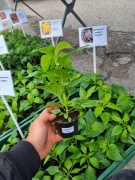 Habanero red papryka ostra sadzonka