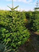 choinki z polskiej plantacji  jodła świerk 