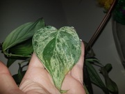 philodendron hederaceum filodenron oxycardium variegata cięty szczyt
