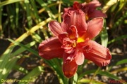 Hemerocallis / Liliowiec: Double Firecracker