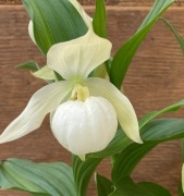 Obuwik Cypripedium biały 