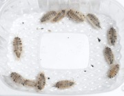 10szt Porcellio laevis Dairy Cow isopody ekipa sprzątająca terrarium