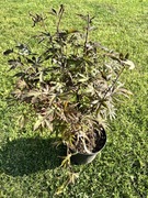 Klon palmowy „Alpine Surprise”