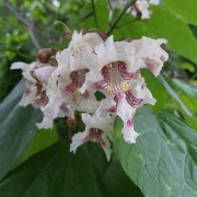 STORCZYKOWE DRZEWO Katalpa, Surmia wielkokwiatowa