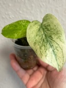 Monstera Deliciosa Mint - maluch
