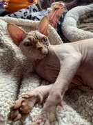 Rudy Grzeczny Kocurek Sphynx Sfinks Wwa & możliwość Transportu!