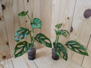 Monstera mint eu