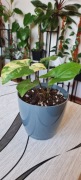Kolekcjonerskie syngonium Aurea variegata w doniczce 11 cm + gratis 