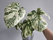 Monstera White Snow piękne wybarwienie ukorzeniony dół 