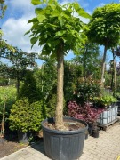 Katalpa zwyczajna OGROMNY EGZEMPLARZ