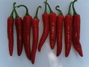 Papryka czerwona - 15szt. Nasiona kolekcjonerskie 