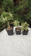 Grubosz Crassula arborescens Curly green variegata 