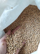 Pszenica karma dla kur, gołębi czyszczona 