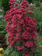 Ostrogowiec CENTRANTHUS KENTRANTUS 100 n czerwone