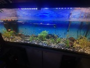 Akwarium 450 litrów wraz z rybkami