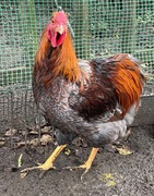 Kogut Wyandotte 