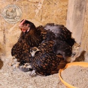 Jaja lęgowe Wyandotte złotołuskowana 10 sztuk