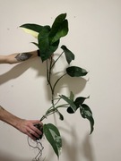 Syngonium Chiapense Variegata