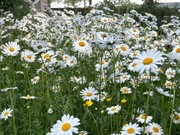 Kwietna łąka nasiona 