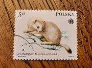 ZNACZEK POLSKI - Gronostaj Mustela erminea ssak PL - Jacek Brodowski - 5zł 