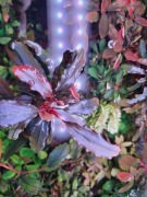 Bucephalandra Hellfire rarytas !