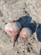 Buraczki eko buraki okrągłe 