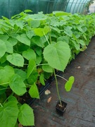 Duża Paulownia Shan Tong 50cm Do Posadzenia W Tym Roku!