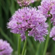 Czosnek kątowaty Allium angulosum