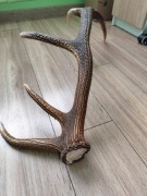 Poroże jelenia.....