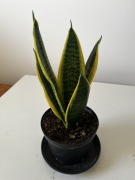 Sansewieria - język teściowej