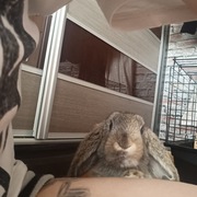 Królik + klatka 200zł