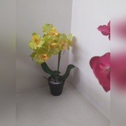 Storczyk zielony limonka