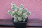 Kaktus Mammilaria Elongata