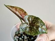 Syngonium Green Rooibos kolekcjonerskie w hydroponice 