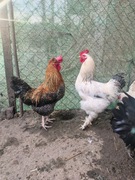 Jajka lęgowe kurze, jaja kur miks