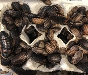 Karaczany Argentyńskie Dubia 0,6-1,2cm  Pakiet 30szt