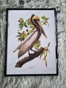 Plakat w Ramce "Pelikan Brunatny" Brown Pelican Vintage