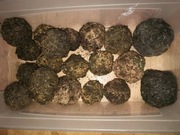 urzet barwieski isatis tinctoria folia