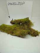 Kora z mchem dekoracyjny 4 sztuki naturalny 